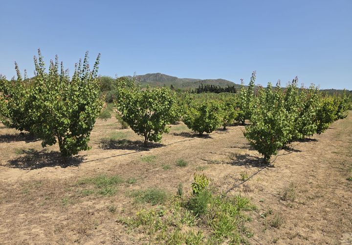 Finca i Ginestar, Tarragona, Ginestar - € 15.000 | Ref: 1018 Ginfrancis - foto 1